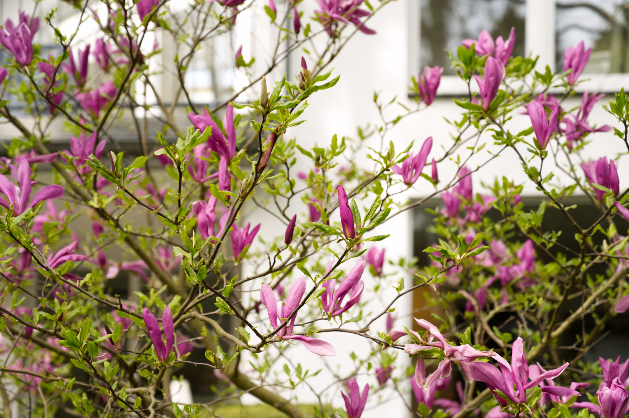 Magnolie
